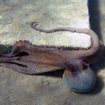 Gökçeada 2012 Gökçeada 2012