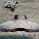 Gökçeada 2012 Gökçeada 2012