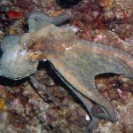 Saros Körfezi 2015 Saros Körfezi 2015