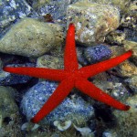 Ayvalık 2009 Ayvalık 2009