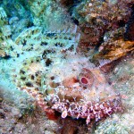 İskorpit - Bodrum 2010 İskorpit - Bodrum 2010