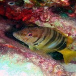 Hani Balığı - Kaş 2010 Hani Balığı - Kaş 2010