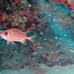 Sincap Balığı - Kaş 2010 Sincap Balığı - Kaş 2010