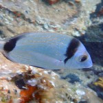 Karagöz - Ayvalık 2009 Karagöz - Ayvalık 2009