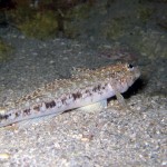 Trakonya - Saros Körfezi 2014 Trakonya - Saros Körfezi 2014