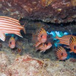 Sincap Balığı - Kaş 2014 Sincap Balığı - Kaş 2014