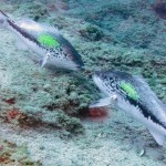 Lahos - Kaş 2014 Lahos - Kaş 2014