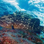 Orfoz - Kaş 2014 Orfoz - Kaş 2014