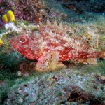 İskorpit - Çanakkale 2014 İskorpit - Çanakkale 2014