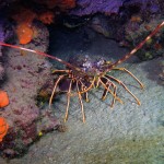 Böcek - Ayvalık 2014 Böcek - Ayvalık 2014