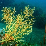 Ayvalık 2014 Ayvalık 2014