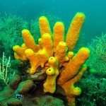 Ayvalık 2014 Ayvalık 2014