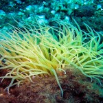 Saros Körfezi 2014 Saros Körfezi 2014