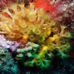 Saros Körfezi 2014 Saros Körfezi 2014