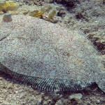 Pisi Balığı - Dalyan 2015 Pisi Balığı - Dalyan 2015