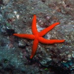 Kömür Limanı 2015 Kömür Limanı 2015