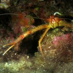 Böcek - Kömür Limanı 2015 Böcek - Kömür Limanı 2015