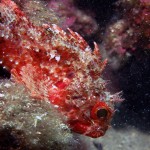 İskorpit - Kömür Limanı 2015 İskorpit - Kömür Limanı 2015