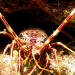 Böcek - Kömür Limanı 2015 Böcek - Kömür Limanı 2015