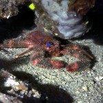 Pavurya - Kömür Limanı 2015 Pavurya - Kömür Limanı 2015