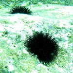 Deniz Kestanesi - Saros Körfezi 2015 Deniz Kestanesi - Saros Körfezi 2015