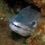 Mığrı Balığı - Kömür Limanı 2015 Mığrı Balığı - Kömür Limanı 2015