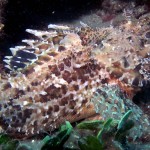 Lipsos - Kömür Limanı 2015 Lipsos - Kömür Limanı 2015