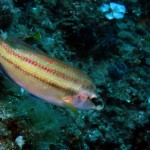 Gün Balığı - Saros Körfezi 2015 Gün Balığı - Saros Körfezi 2015