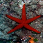 Saros Körfezi 2015 Saros Körfezi 2015