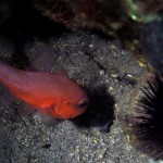 Kardinal Balığı - Fethiye 2015 Kardinal Balığı - Fethiye 2015