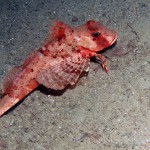 Kırlangıç Balığı - Kömür Limanı 2015 Kırlangıç Balığı - Kömür Limanı 2015