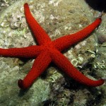 Assos 2013 Assos 2013