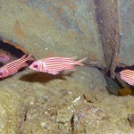 Sincap Balığı - Fethiye 2015 Sincap Balığı - Fethiye 2015