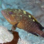 Orfoz - Fethiye 2015 Orfoz - Fethiye 2015