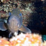 Orfoz - Fethiye 2015 Orfoz - Fethiye 2015