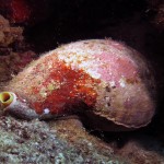 Salyangoz - Fethiye 2015