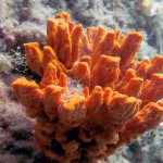 Kömür Limanı 2013 Kömür Limanı 2013