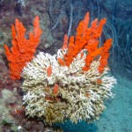 Saros Körfezi 2015 Saros Körfezi 2015