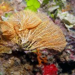 Saros Körfezi 2015 Saros Körfezi 2015