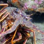 Böcek - Saros Körfezi 2015 Böcek - Saros Körfezi 2015