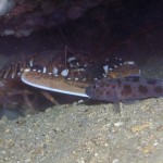 Istakoz - Saros Körfezi 2015 Istakoz - Saros Körfezi 2015