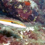 Gün Balığı - Saros Körfezi 2015 Gün Balığı - Saros Körfezi 2015