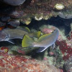 Eşkina - Saros Körfezi 2015 Eşkina - Saros Körfezi 2015