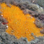 Saros Körfezi 2015 Saros Körfezi 2015