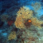 Kömür Limanı 2016