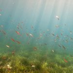 Kömür Limanı 2016