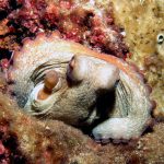 Kömür Limanı 2016