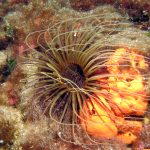 Kömür Limanı 2016