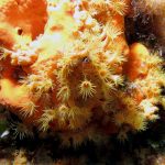 Kömür Limanı 2016