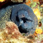 Kömür Limanı 2016